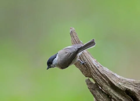 Almost gone 스톡 사진