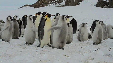 Almost grown Chicks in a colony of Emperor penguins, the southern ocean Stock Footage 73598637