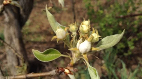 Almost open White Pear Buds in spring close up - Crimea Stock Footage 89325838