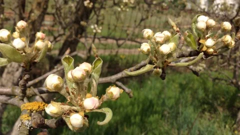 Almost opened Pear Buds in spring close up - Crimea Stock Footage 89326331