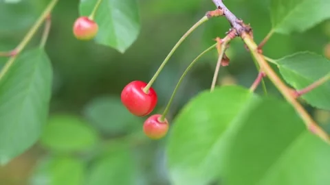 Almost ripe cherry between leaves on a cherry tree Stock Footage 133241703