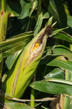Almost ripe corn ear Stock Photos
