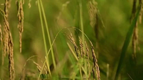 Almost ripe ear of paddy Video stock 163598521