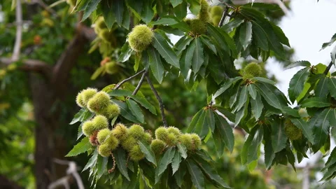 Almost ripe hedgehogs hanging from chestnut tree sway in the wind Video stock 162241265