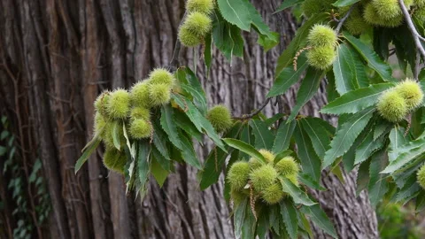 Almost ripe hedgehogs hanging from chestnut tree sway in the wind Stock Footage 162241761