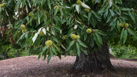 Almost ripe hedgehogs hanging from chestnut tree sway in the wind Stock Footage 162241783