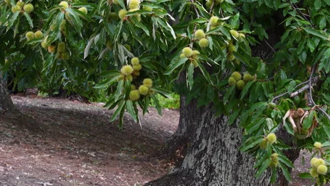 Almost ripe hedgehogs sway in the wind hanging from Chestnuts trees Stock Footage 162239778