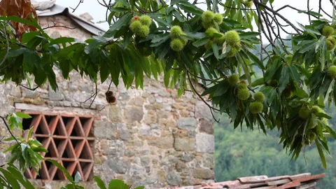 Almost ripe hedgehogs sway in the wind hanging from Chestnuts trees Stock Footage 162239834