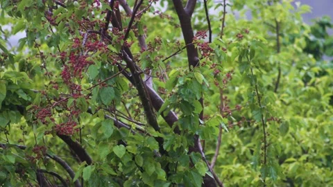 Almost ripe mulberry in the rain Stock Footage 132093495