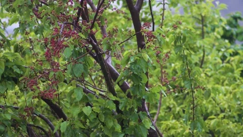 Almost ripe mulberry in the rain Stock Footage 134318665