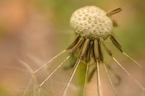An almost seedless dandelion seed head Foto stock