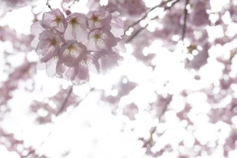 Almost transparent looking cherry blossoms. Stock Photos