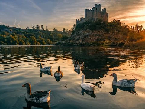 Almourol castle at sunset with wild geese Stock Photos