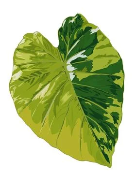 Alocasia Stock Illustration