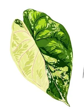 Alocasia Stock Illustration