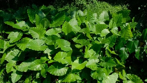 Alocasia Leaf Sways In Wind Stock Footage 76082511