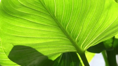 Alocasia Macrorrhiza macro background. Stock Footage 159445874