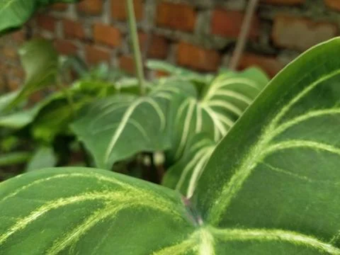 Alocasia Foto stock