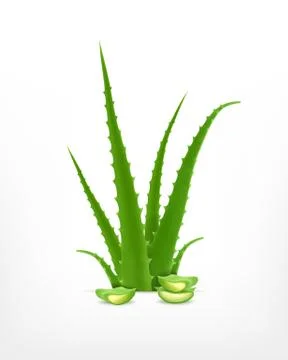 Aloe with aloe slice Stock Illustration