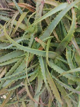 Aloe arborescens leaves with triangular foliage Stock Photos