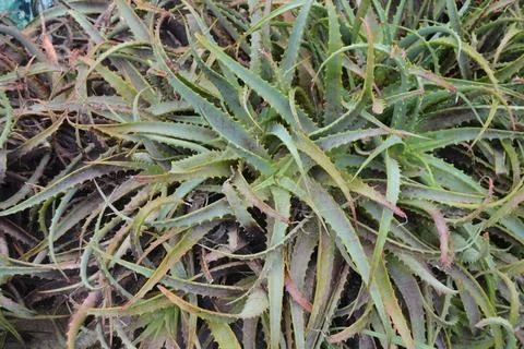 Aloe arborescens leaves with triangular foliage Stock Photos