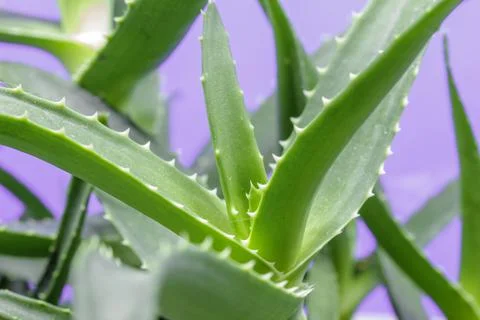 An Aloe Arborescens Фото