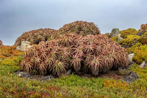 The Aloe arborescens, tree-like multi-leaf succulent Stock Photos