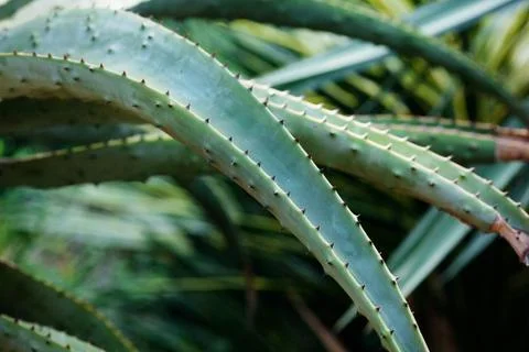 Aloe on the background of green grass Stock Photos
