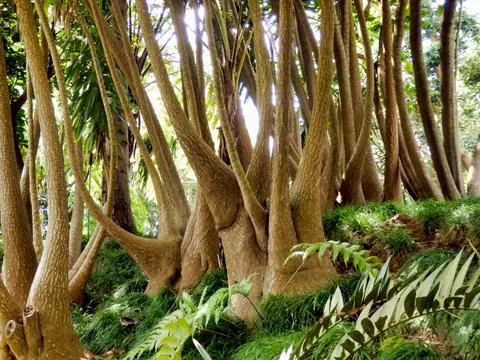 Aloe Barberae Tree. Stock Photos