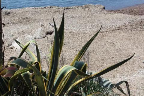 Aloe on the beach Stock Photos