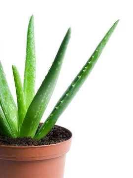 Aloe cactus Stock Photos