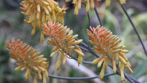Aloe camperi 02 Stock Footage 273763866