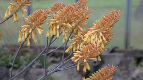 Aloe camperi Stock Footage 273763876