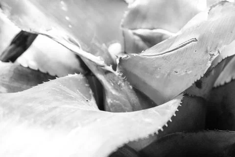 Aloe Close Up Foto stock