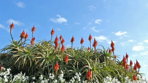 Aloe, Daffodils, and Flowing Clouds Stock Footage 327543629