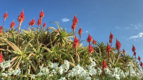 Aloe, Daffodils, and Flowing Clouds Stock Footage 327543916