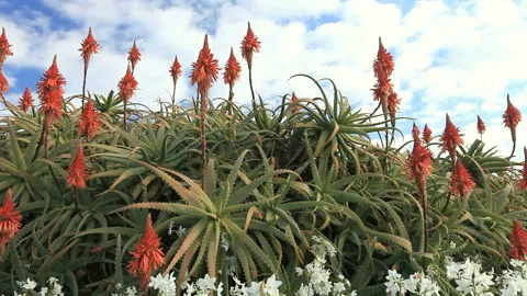 Aloe, Daffodils, and Flowing Clouds Stock Footage 327544123
