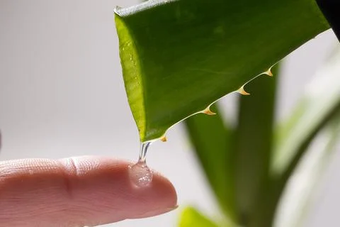 Aloe drops fall and moisturize the skin of female hands Stock Photos