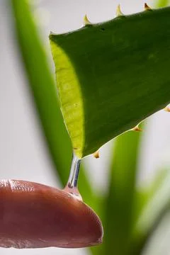 Aloe drops fall and moisturize the skin of female hands Stock Photos