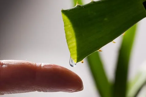 Aloe drops fall and moisturize the skin of female hands Stock Photos
