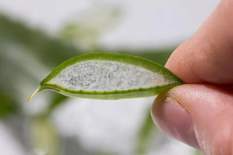 Aloe drops fall and moisturize the skin of female hands Stock Photos