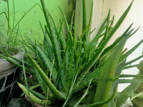 Aloe flower 库存照片