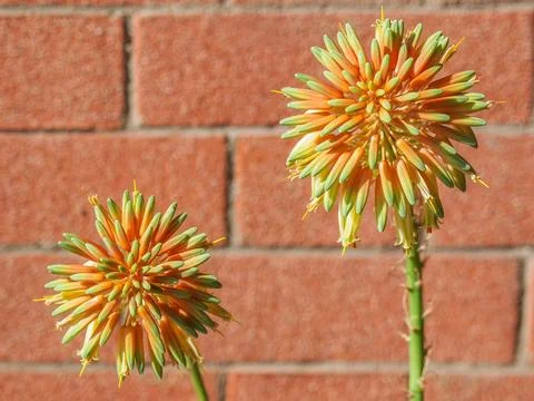 Aloe flower Stock Photos