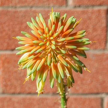 Aloe flower Stock Photos