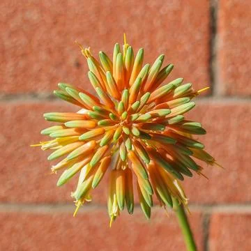 Aloe flower Foto stock