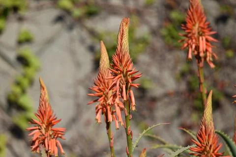 Aloe flowers Stock Photos