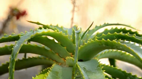 Aloe Stock Footage 7133310