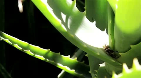 Aloe Video stock 10573667