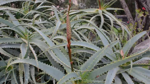 Aloe Stock Footage 33778298