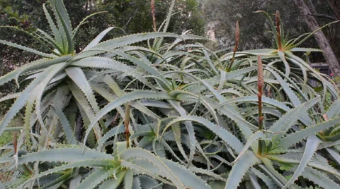 Aloe Stock Footage 33778303